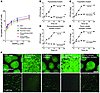 The uptake and antimicrobial activity of Ga does not depend on major P. aer