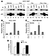 Imatinib treatment blocks ΔNp63α/TAp73 dissociation, TAp73-dependent transc