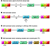 Schematic representation of retroviral vectors and their modifications to i