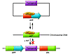 Schematic representation of the integration process mediated by the bacteri