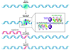 ZFNs repair a mutated gene.