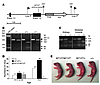 Generation and identification of GneM712T/M712T knockin mice.