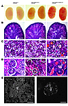 Histological kidney analyses.