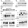 Immunoblotting of muscle, kidney, and brain extracts of knockin mice.