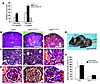 Biochemistry and renal histology of knockin mice following ManNAc treatment