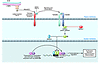 Profibrotic signaling by TGF-β through SMAD-dependent pathways.