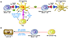 Model of the effects of IDO in tumors and tumor-draining lymph nodes.