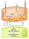 Inhibitory effects of MDSC l-Arg metabolism on antigen-activated