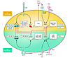 Molecular pathways of macrophage polarization and their role in tumor