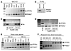 Efficiency of LysCre- and MXCre-mediated loxP recombination in peritoneal m