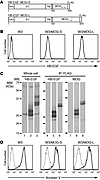 Expression of HB-EGF–MOG fusion proteins in W3/MOG cells.