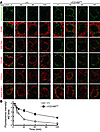 Delay of apoptotic cell clearance in DT-treated CD169-DTR mice.