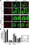 DCs were not affected by DT treatment in CD169-DTR mice.