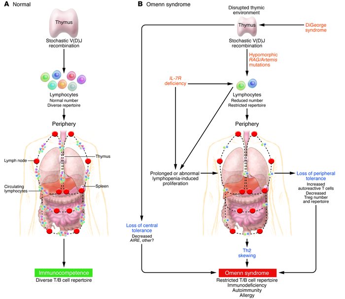 Schematic for the development of immunodeficiency and allergy/autoimmuni...