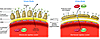 The glomerular filtration barrier, with and without sialylated proteins.