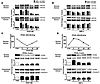 PDGF-BB (A and C) and BMP-2 (B and D) have opposing effects in HPASMCs on p