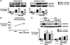 BMP-2 and rosiglitazone inhibit PDGF-BB–mediated ERK phosphorylation (A and