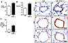 PAH in mice with targeted deletion of PPARγ in SMCs.