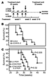 Therapeutic efficacy of intratumoral anti-CD40/IL-2 treatment.