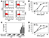 Th17 development in TRIF-deficient mice.