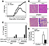 IFNAR–/– mice are sensitive to EAE.