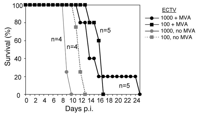 Long-term survival in response to ECTV infection even in the presence of...