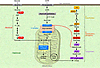 Metabolic pathways leading to the synthesis of TGs in liver.