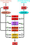 Enzymes of TG synthesis are transcriptionally regulated by ChREBP, SREBP-1c