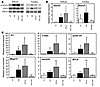 Tumor suppression in gp130Y757F/Y757FIl11ra1–/– mice coincides with reduced