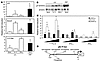 STAT3 and STAT1 induce gastric IL-11 gene expression.