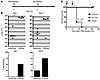 Primary influenza pneumonia enhances sensitivity to secondary pneumococcal