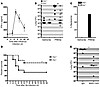 Influenza-infected Ifnar–/– mice are resistant to secondary pneumococcal pn