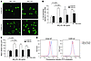 NO2LDL induces rapid macrophage spreading and actin polymerization in a CD3