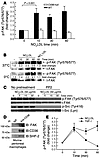 NO2LDL induces phosphorylation of macrophage FAK in a CD36- and Src kinase–