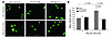 FAK mediates macrophage spreading in response to NO2LDL.