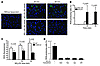 Macrophage exposure to NO2LDL induces generation of ROS in a CD36-dependent