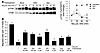 Antioxidants and NADPH oxidase inhibitors restore dynamic activation of FAK