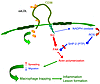 Model depicting CD36-dependent mechanism of macrophage trapping in the neoi