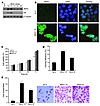 Characterization of HepG3 cells stably overexpressing AEG1.