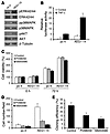 AEG1 activates multiple signal transduction pathways.