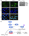 Activation of β-catenin is mediated by AEG1–induced activation of ERK42/44.