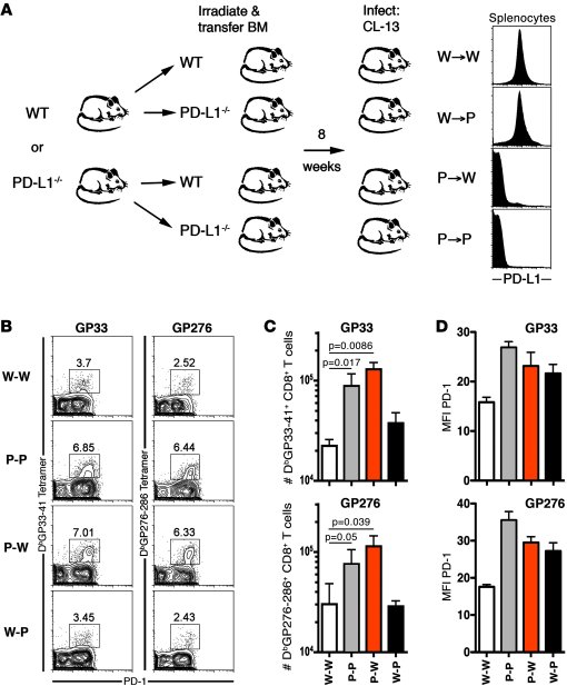 PD-L1 expression on hematopoietic cells inhibits virus-specific CD8+ T c...