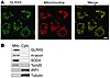 Human GLRX5 localizes to the mitochondrial matrix in HeLa cells.