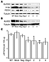 Knockdown of GLRX5 in K562 cells by siRNA reveals that GLRX5 is specificall