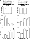 Ferroportin protein levels are increased by GLRX5 depletion only in erythro