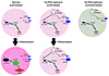 A working model to describe how GLRX5 deficiency in erythroblasts impairs h