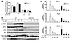 Effects of AICAR on gluconeogenesis in WT and AMPK-KO hepatocytes.