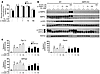 Effects of A-769662 on gluconeogenesis in WT and AMPK-KO hepatocytes.