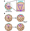 Polarity in the mouse preimplantation embryo.