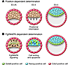 Models of EPI/PE segregation in the mouse embryo.